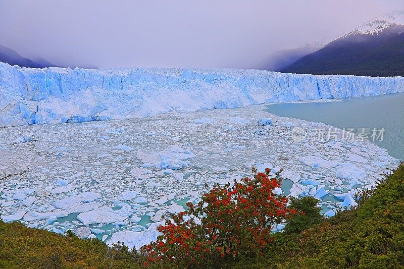 莫雷诺冰川和红色野花，阿根廷湖- El Calafate，巴塔哥尼亚